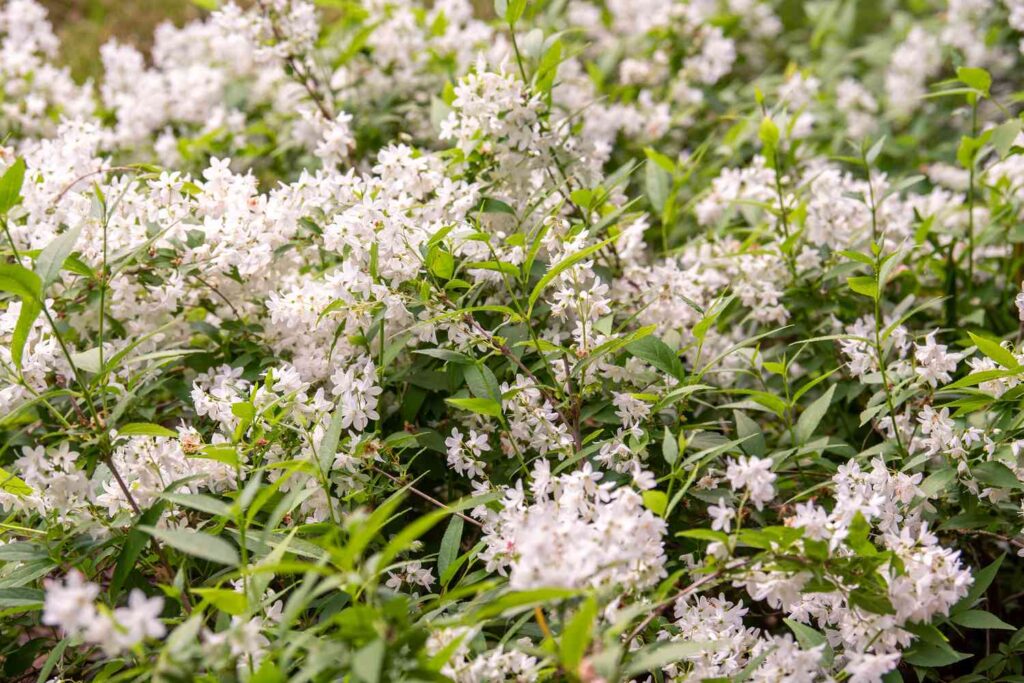 Bush With White Flowers That Smell Good