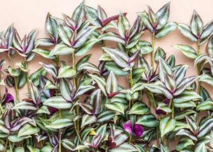 Is Wandering Jew Plant Poisonous To Cats