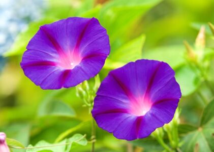 Purple Flowers That Grow On a Vine