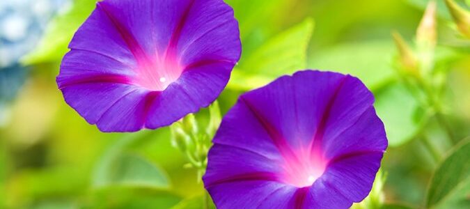 Purple Flowers That Grow On a Vine