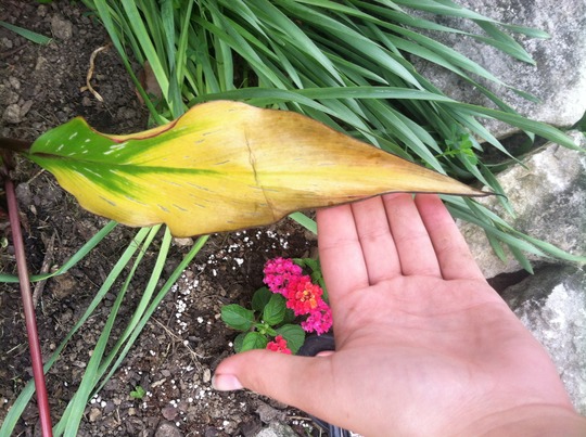 Why Are My Calla Lilies Leaves Turning Yellow