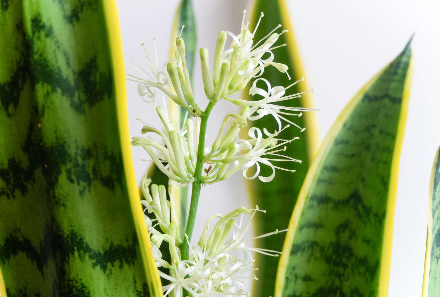 How To Get a Snake Plant To Bloom