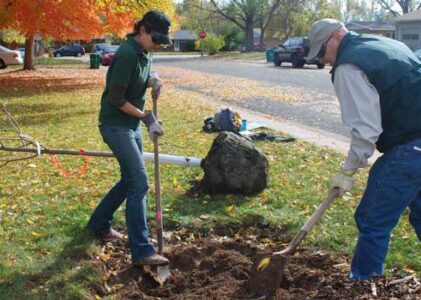 How To Care for Colorado Trees