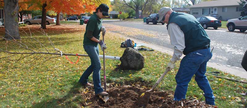 How To Care for Colorado Trees