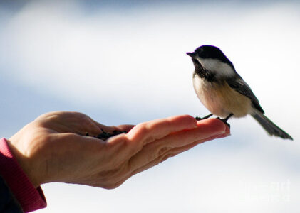 A Bird in the Hand is Worth Two in the Bush